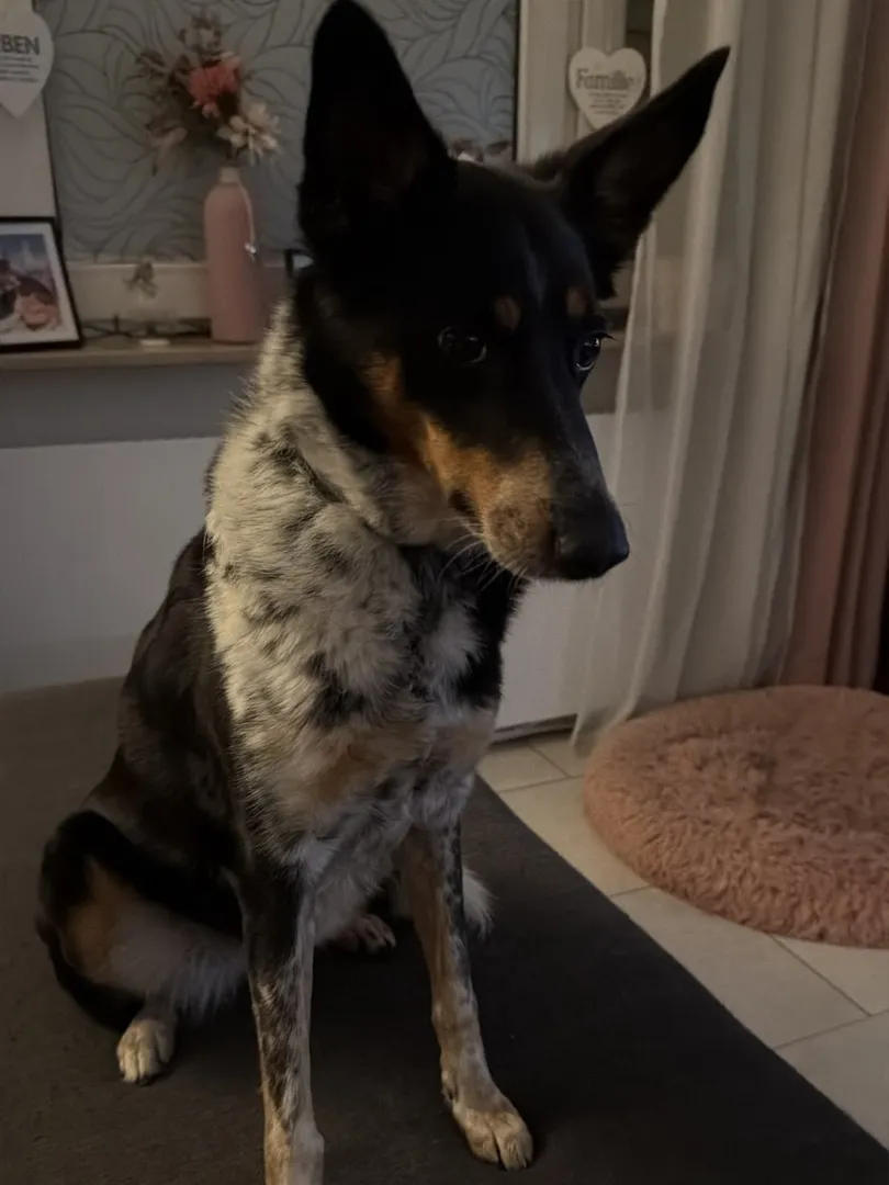 Startfoto zu Adventskalender für Hunde